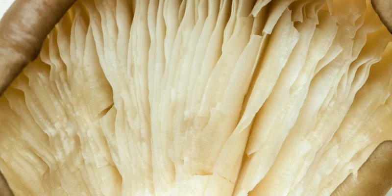 Soplówka jeżowata – dlaczego coraz więcej osób włącza ją do codziennej rutyny